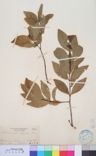 Specimen thumbnail